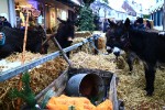 Schöne alte Weihnachtszeit/Fotos Marc Anschütz-Gaby Eggert